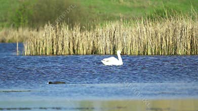 Mute swan (Cygnus olor). A white swan swims in a pond against a background of golden reeds. Slow motion