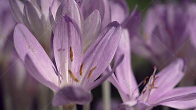 Several blossoming colchicum flowers.
