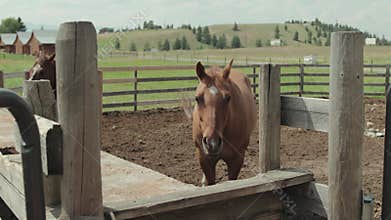 Chestnut Horse Standing Calmly in a Wooden Ranch Pen in Slow Motion
