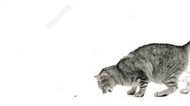 Cat crossing screen eating snacks.