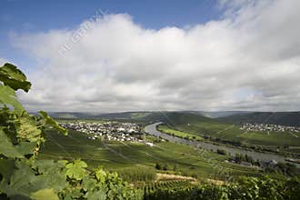The Mossel vineyard