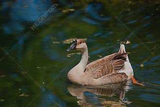A tuberous bird that swims on water