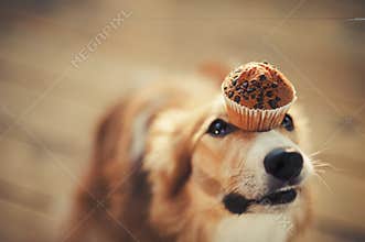 Border collie dog keeps cake on her nose