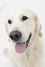 Cute doggy