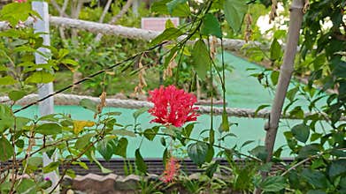 hanging red hibiscus schizopetalus petal flower plant.
