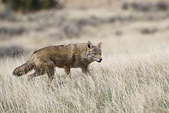 Coyote hunting on the prairie