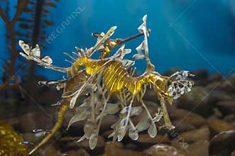 Leafy sea dragon (Phycodurus eques)