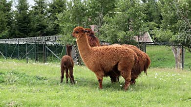 Llamas grazing in meadow
