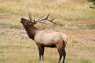 Elk