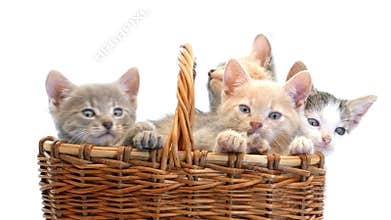 Little kittens in a basket