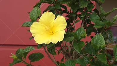 Yellow Hibiscus