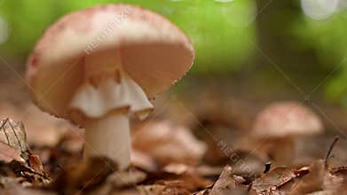 Blushing amanita, Amanita rubescens. Blusher mushroom low angle 4k rack focus clip.