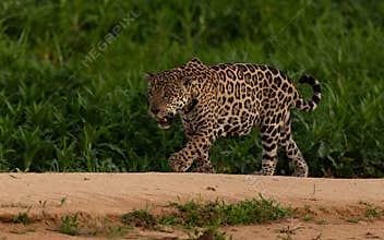 A Jaguar in the Pantanal