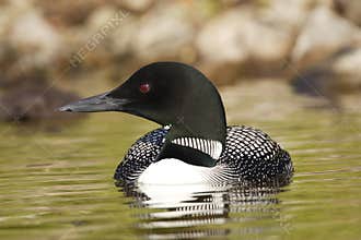 Common Loon
