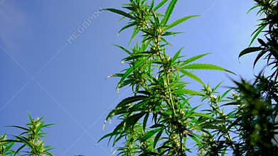 Cannabis growing in the garden in summer. Selective focus.