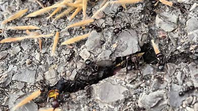 Observe ants in a feeding frenzy, showcasing teamwork and survival