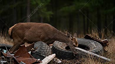 Deer Stands Among Garbage in the Forest, Possibly Near Yellowstone National Park