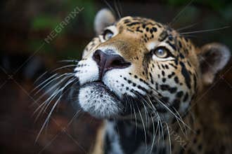 Wild Jaguar in Belize jungle