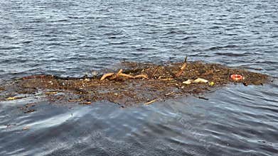 Rubbish floating on the River Clyde in Glasgow polluting the water