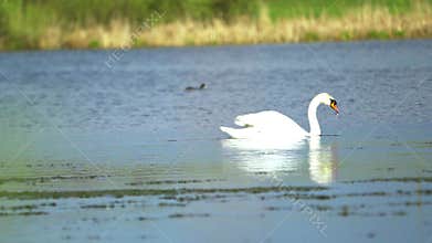 Mute swan (Cygnus olor). A white swan swims in a pond and drinks water. Slow motion