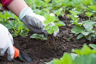 Gardening tools