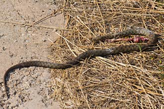 Dead Serpent in the Dry Grass