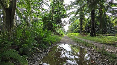 stagnant pool of rainwater along the diminishing perspective rural pathway into the rural countryside
