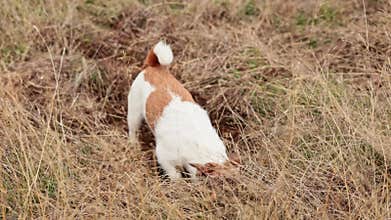 Jack Russell digging in dried grass and weeds