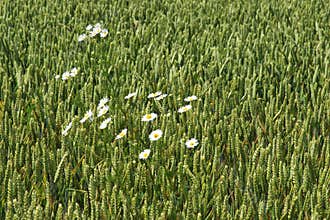 White daisies in cornfield, Netherlands