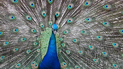 A peacock