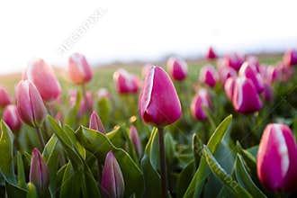 Tulip field