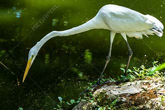 Great egret, Ardea alba at Praca Batista Campos in the city of Belem, in the state of Para, Brazil