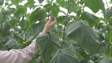 Zhenschina plucks from kurst farm eco cucumber cornyushon
