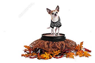 Cute Chihuahua standing on barrel with spider web skirt and tee shirt isolated on white