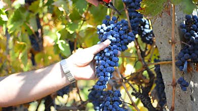 Picking Grape