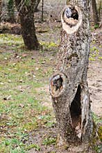 Cavity in an apple tree