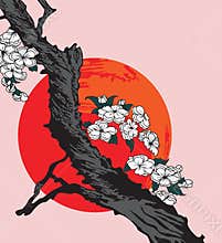 Cherry blossom branch
