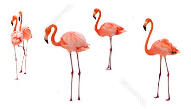 Flamingo on white