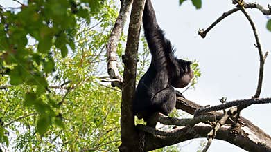 The siamang, Symphalangus syndactylus is an arboreal black-furred gibbon