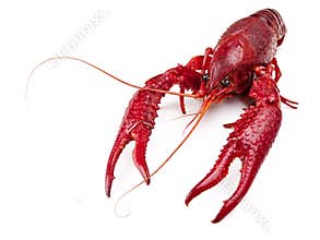 Crawfish