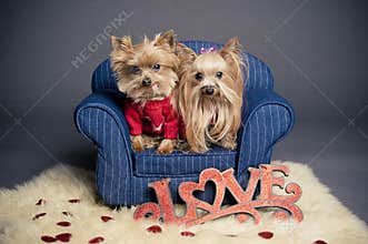 Valentine dogs