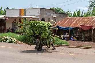 Mto wa Mbu, TANZANIA - JANUARY 2020: Black African Man on a Motorcycle Carrying Big Green Banana Branches. Africa Must