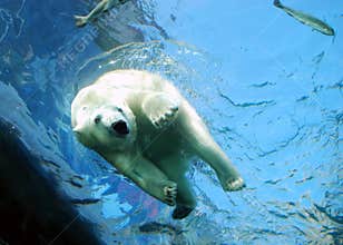 Polar Bear Plunge - Dive into Water