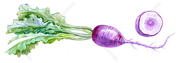 Purple radish, set, watercolor drawing on white background