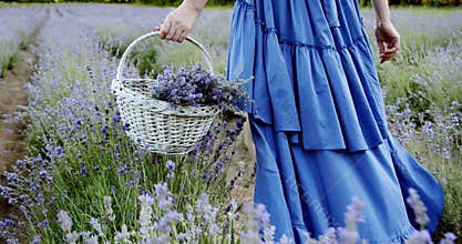 Female with wicker basket walk in blooming lavender field on summer day. Slow motion Close up Move camera