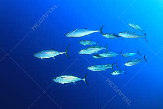 Tuna in the Sea