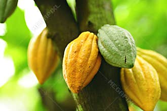 Cocoa pods