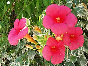 Cheerful happy red trumpet flowers in the garden