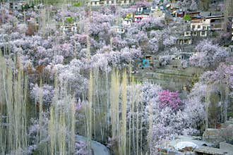 Spring in gilgit baltistan , Pakistan