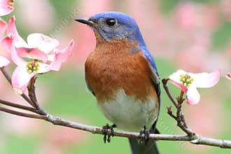Eastern Bluebird